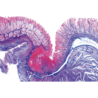 Verdauungssystem, Almanca (11'li), 1004106 [W13314], Almanca