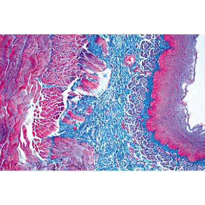 Digestive System - German Slides, 1004106 [W13314], Microscope Slides LIEDER