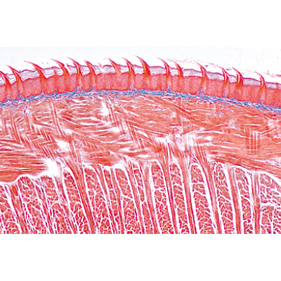 Digestive System - French, 1004107 [W13314F], 显微镜载玻片