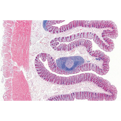 Système digestif - Portugais, 1004108 [W13314P], Lames microscopiques Portugais