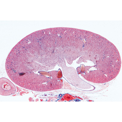 Syst&egrave;me urinaire - Fran&ccedil;ais, 1004111 [W13315F], Lames microscopiques Fran&ccedil;ais