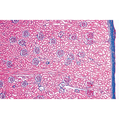 Syst&egrave;me urinaire - Fran&ccedil;ais, 1004111 [W13315F], Lames microscopiques Fran&ccedil;ais