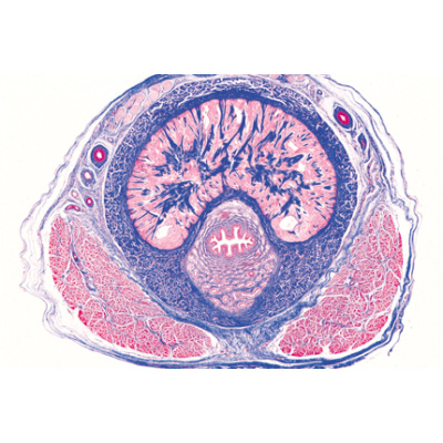 Syst&egrave;me urinaire - Fran&ccedil;ais, 1004111 [W13315F], Lames microscopiques Fran&ccedil;ais