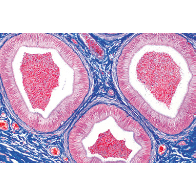 Sistema genital. Portekizce (14'lü), 1004116 [W13316P], Mikroskop Kaydırıcılar LIEDER