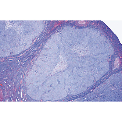 Sistema Endocrino - portugu&eacute;s, 1004120 [W13317P], Portugu&eacute;s