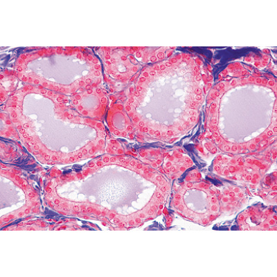 Sistema endócrino. Portekizce (6'lı), 1004120 [W13317P], Mikroskop Kaydırıcılar LIEDER