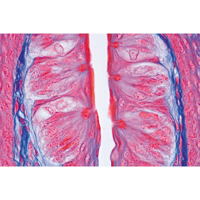 Sensory Organs - German Slides, 1004122 [W13318], 현미경 슬라이드 LIEDER