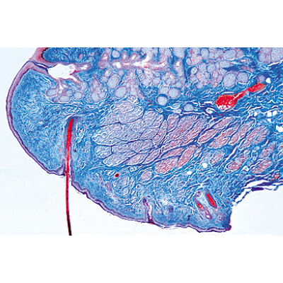 Organes sensoriels - Allemand, 1004122 [W13318], Préparations microscopiques LIEDER