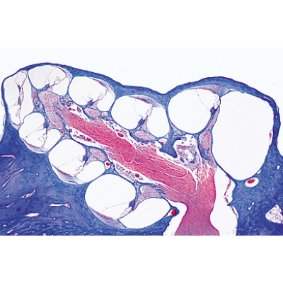 Sensory Organs - German Slides, 1004122 [W13318], 显微镜载玻片