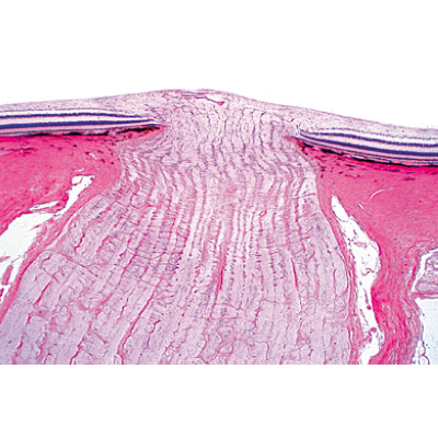 Sensory Organs - French, 1004123 [W13318F], Microscope Slides LIEDER