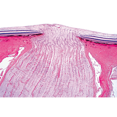Sensory Organs - Portuguese Slides, 1004124 [W13318P], Microscope Slides LIEDER