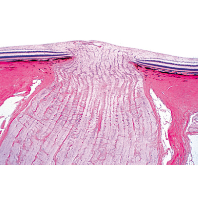 Sensory Organs - Spanish, 1004125 [W13318S], Microscope Slides LIEDER