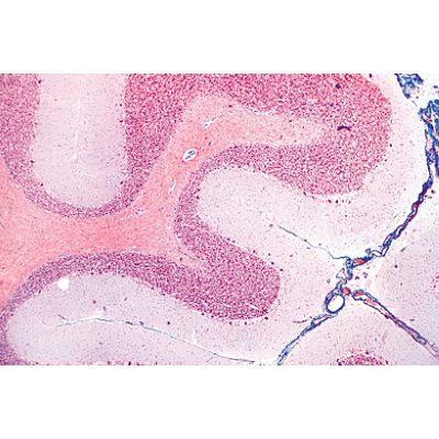 Système nerveux - Allemand, 1004126 [W13319], Lames microscopiques Allemand