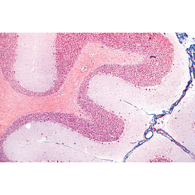 Syst&egrave;me nerveux - Allemand, 1004126 [W13319], Lames microscopiques Allemand
