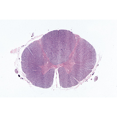 Syst&egrave;me nerveux - Allemand, 1004126 [W13319], Lames microscopiques Allemand