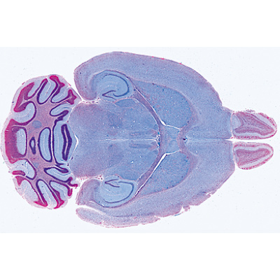 Système nerveux - Portugais, 1004128 [W13319P], Lames microscopiques Portugais