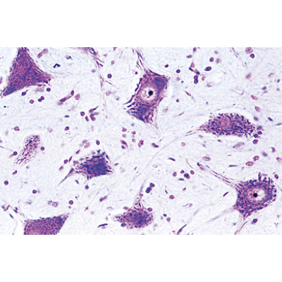 Syst&egrave;me nerveux - Portugais, 1004128 [W13319P], Lames microscopiques Portugais