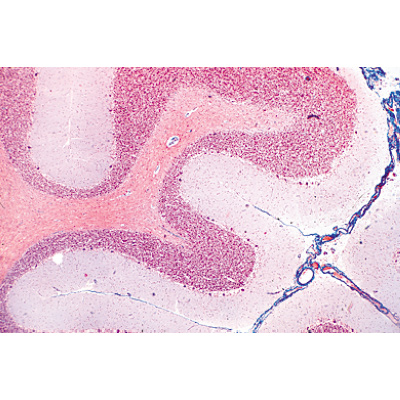 Syst&egrave;me nerveux - Portugais, 1004128 [W13319P], Lames microscopiques Portugais