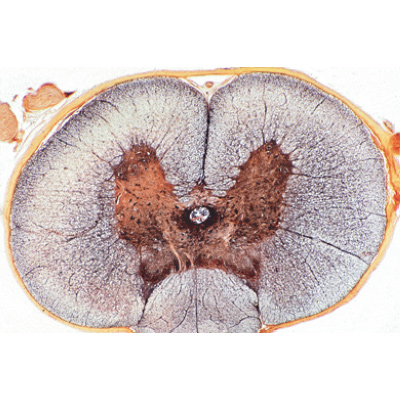 Syst&egrave;me nerveux - Portugais, 1004128 [W13319P], Lames microscopiques Portugais
