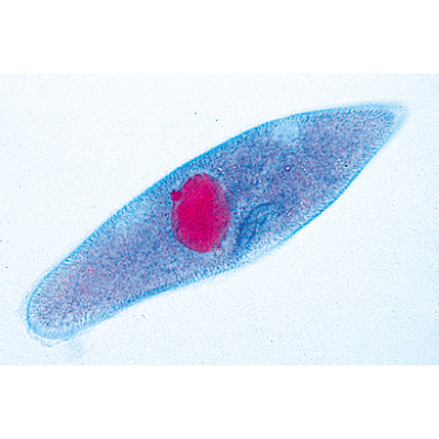 Invertebrata, Elementary Set - French, 1004131 [W13320F], Microscope Slides LIEDER