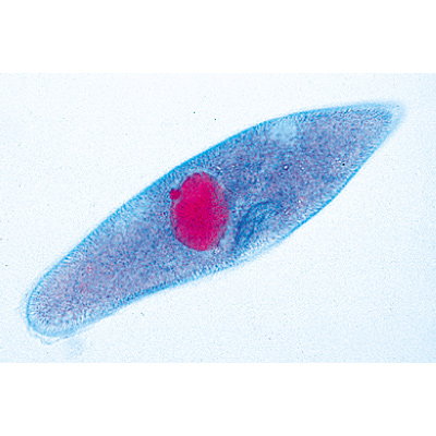 Invert&eacute;br&eacute;s, s&eacute;rie &eacute;l&eacute;mentaire - Portugais, 1004132 [W13320P], Lames microscopiques Portugais