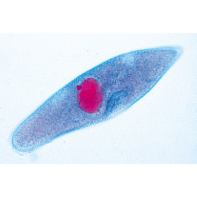 Invertebrata, Elementary Set - Spanish, 1004133 [W13320S], 显微镜载玻片