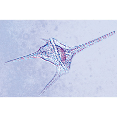 Invertebr&eacute;s, s&eacute;rie suppl&eacute;mentaire - Portugais, 1004136 [W13321P], Lames microscopiques Portugais
