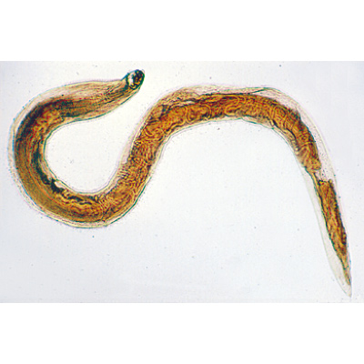 Parasitologie g&eacute;n&eacute;rale grande s&eacute;rie - Allemand, 1004142 [W13323], Lames microscopiques Allemand