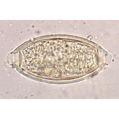 General Parasitology - German Slides, 1004142 [W13323], Microscope Slides LIEDER