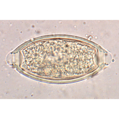 General Parasitology - German Slides, 1004142 [W13323], German