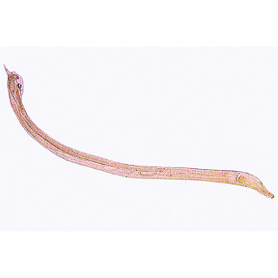 General Parasitology - French, 1004143 [W13323F], French