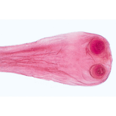 General Parasitology - French, 1004143 [W13323F], French