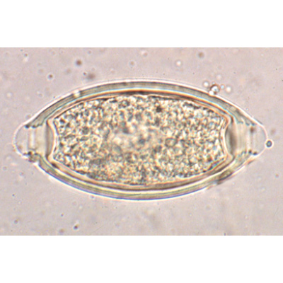 General Parasitology - French, 1004143 [W13323F], 显微镜载玻片
