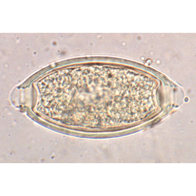 General Parasitology - Portuguese Slides, 1004144 [W13323P], Microscope Slides LIEDER