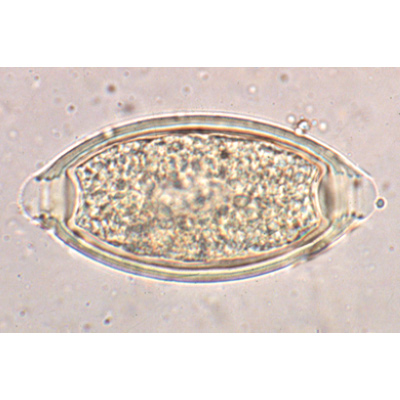Parasitologie g&eacute;n&eacute;rale grande s&eacute;rie - Portugais, 1004144 [W13323P], Lames microscopiques Portugais