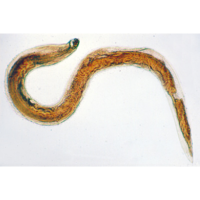 General Parasitology - Spanish, 1004145 [W13323S], Spanish