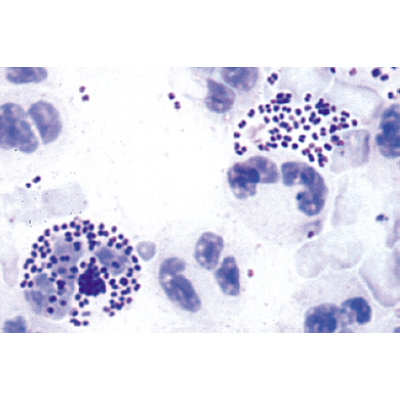 Bactéries pathogènes. Fransızca (25'li), 1004147 [W13324F], Mikroskop Kaydırıcılar LIEDER