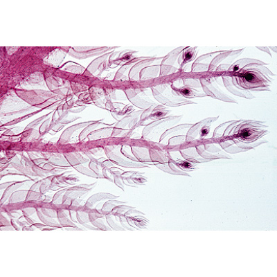 Cryptogames, s&eacute;rie &eacute;l&eacute;mentaire - Portugais, 1004152 [W13325P], Lames microscopiques Portugais