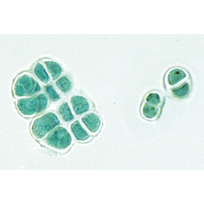 Cryptogames, s&eacute;rie &eacute;l&eacute;mentaire - Portugais, 1004152 [W13325P], Lames microscopiques Portugais