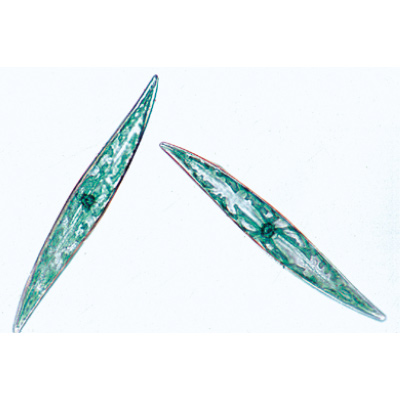 Cryptogames, s&eacute;rie &eacute;l&eacute;mentaire - Portugais, 1004152 [W13325P], Lames microscopiques Portugais