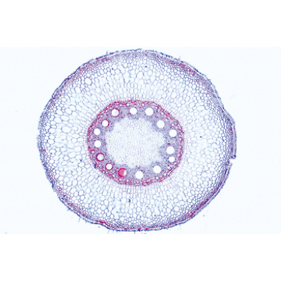 Phan&eacute;rogames, s&eacute;rie &eacute;l&eacute;mentaire - Allemand, 1004162 [W13328], Lames microscopiques Allemand