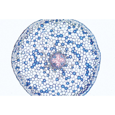 Phanérogames, série élémentaire - Allemand, 1004162 [W13328], Préparations microscopiques LIEDER