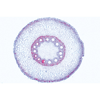 Phan&eacute;rogames, s&eacute;rie &eacute;l&eacute;mentaire - Fran&ccedil;ais, 1004163 [W13328F], Lames microscopiques Fran&ccedil;ais