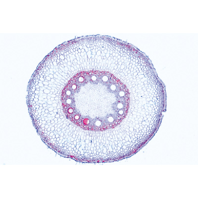 Phan&eacute;rogames, s&eacute;rie &eacute;l&eacute;mentaire - Portugais, 1004164 [W13328P], Lames microscopiques Portugais
