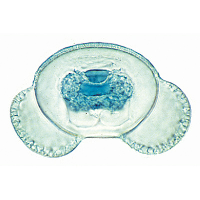 Phan&eacute;rogames, s&eacute;rie suppl&eacute;mentaire - Portugais, 1004168 [W13329P], Lames microscopiques Portugais