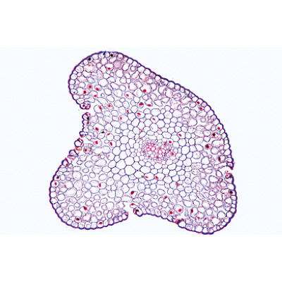 Disposition et types de paquets vasculaires - Allemand, 1004170 [W13330], Lames microscopiques Allemand