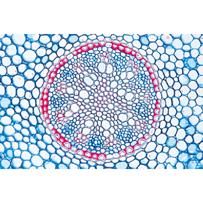Vascular Bundle In Stem Microscope