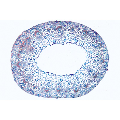 Disposição e Tipos de Feixes Vasculares. Portekizce (13'lü), 1004172 [W13330P], Mikroskop Kaydırıcılar LIEDER