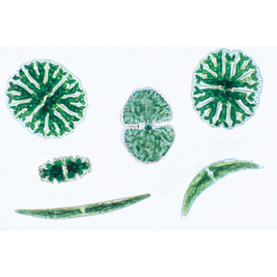 Микроскопическая жизнь в воде, часть I. На французском языке, 1004191 [W13335F], Микроскопы Слайды LIEDER