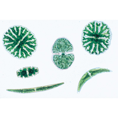 Vida Microscópica en el Agua, Parte I. İspanyolca (25'li), 1004193 [W13335S], Mikroskop Kaydırıcılar LIEDER